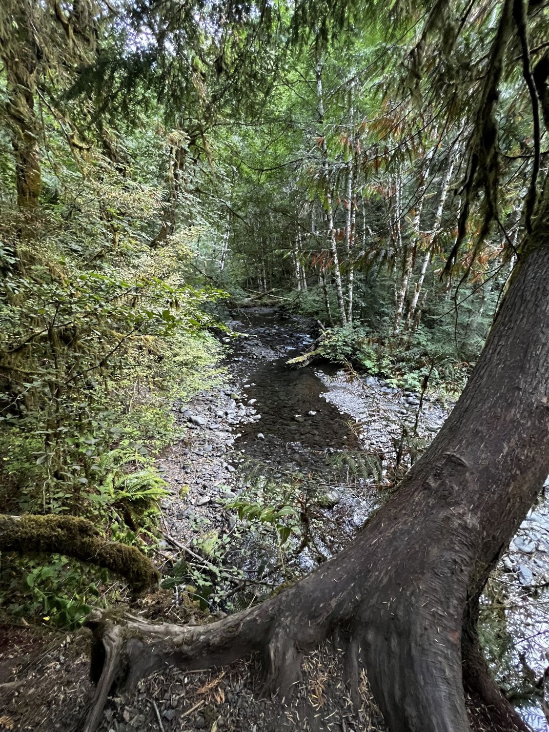 Olympic NP 